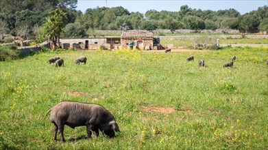 Iberian pigs in a meadow