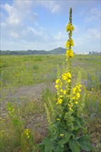 Large-flowered mullein