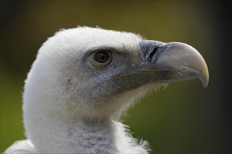 Griffon vulture