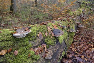 Tree fungi on a dead beech trunk
