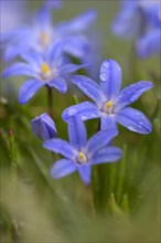 Two-leaved blue star