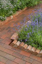Garden path constructed from concrete pavers with sawtooth housebrick edging bordering lavender bed