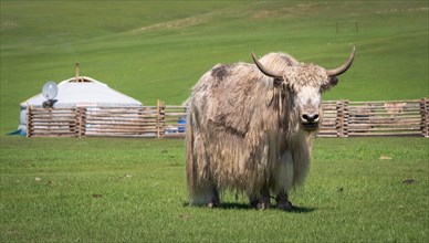 Mongolian yak
