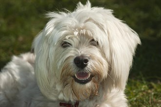 Havanese dog portrait