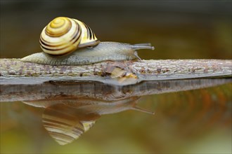 Black-mouthed ribbon snail