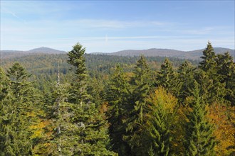 View over the Bavarian Forest National Park