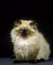 Colourpoint persain domestic cat