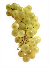 Chasselas White grape