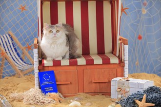 British longhair cat