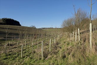 Established young trees with guards in well tended new woodland adjacent to cereal farmland