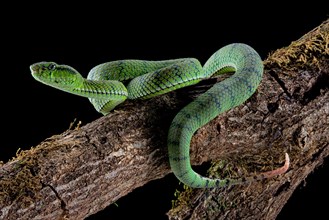 Sumatran Pit Viper