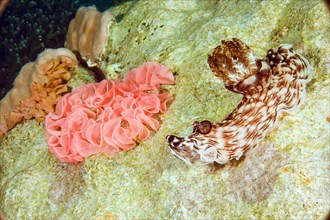 Nudibranch with clutch