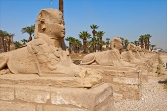 Newly excavated Sphinxes Avenue