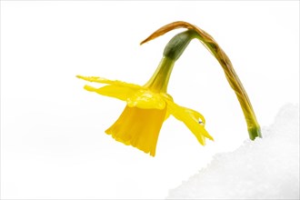 Yellow wild daffodil