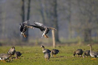 White-fronted goose