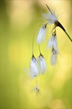 Broad-leaved cotton grass