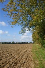 Newly drilled minimally cultivated seedbed for cereal crop with trees changing to autumn colours