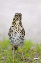 Song thrush