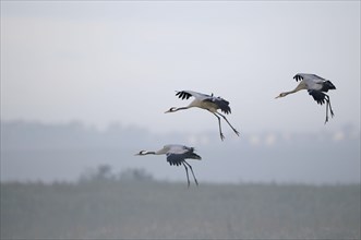 Cranes
