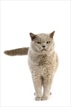 PURPLE BRITISH SHORTHAIR CAT