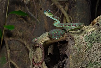 Brown-spotted pit viper