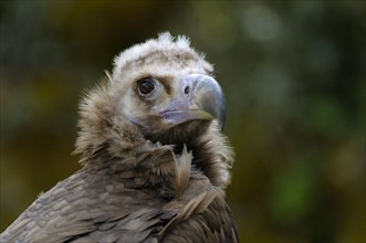 Black vulture
