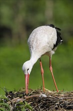 White stork