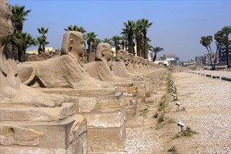 Newly excavated Sphinxes Avenue