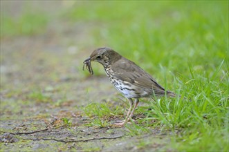 Song thrush