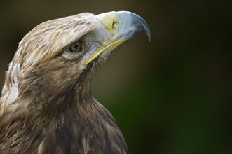 Eastern imperial eagle