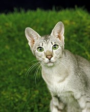 Oriental domestic cat