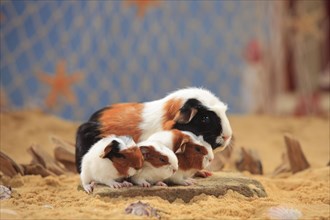 English Crested guinea pigs