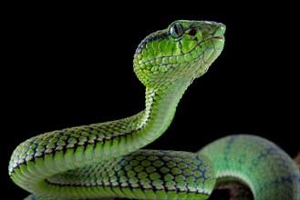 Sumatran Pit Viper