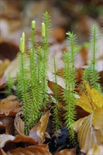 Sprouting Lycopodium