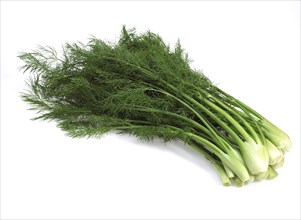 Small fennel
