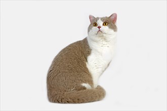 Purple and white British shorthair domestic cat