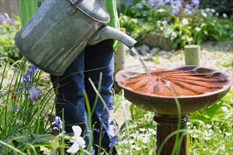 Gardener using metal watering can to top up garden birdbath