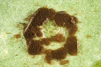 Photomicrograph of a circular pustule of antirrhinum rust