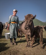 Milking cows and yaks twice a day is part of the nomadic lifestyle