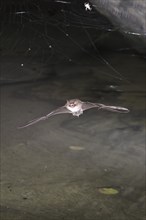 Water bat