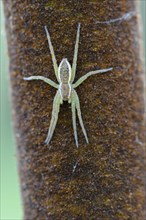 Banded hunting spider