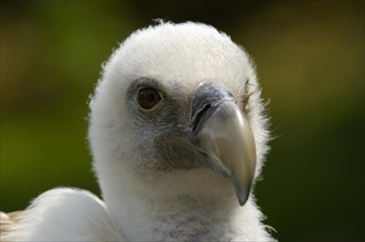 Griffon vulture