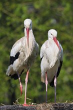 White stork