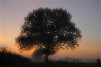Single tree at sunrise