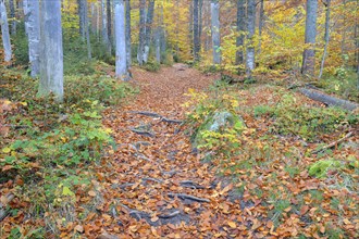Beech forest in autumn at the stream of the Kleine Ohe
