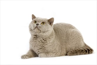 Purple British Shorthair domestic cat