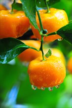 Dwarf orange