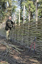 Man constructing traditional wattle willow-weave fence