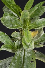 Powdery mildew developing on the leaves of sweet william