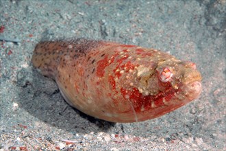 Stargazer snake eel